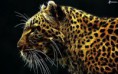 /album/galleria-fotografica/leo-jpg2/